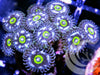 Stargazers Zoanthids