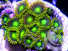 Radioactive Zoanthids