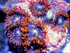 Red Skirt Zoanthids