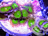 Neon Emerald Zoanthids