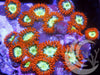 Neon Zoanthids