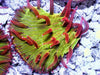 Red Polyp Diaseris Plate