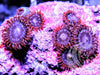 Red Lashes Zoanthids