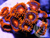 Blood Orange Zoanthids