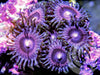 Pink Zonker Zoanthids