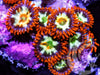 Kaleidoscope Zoanthids