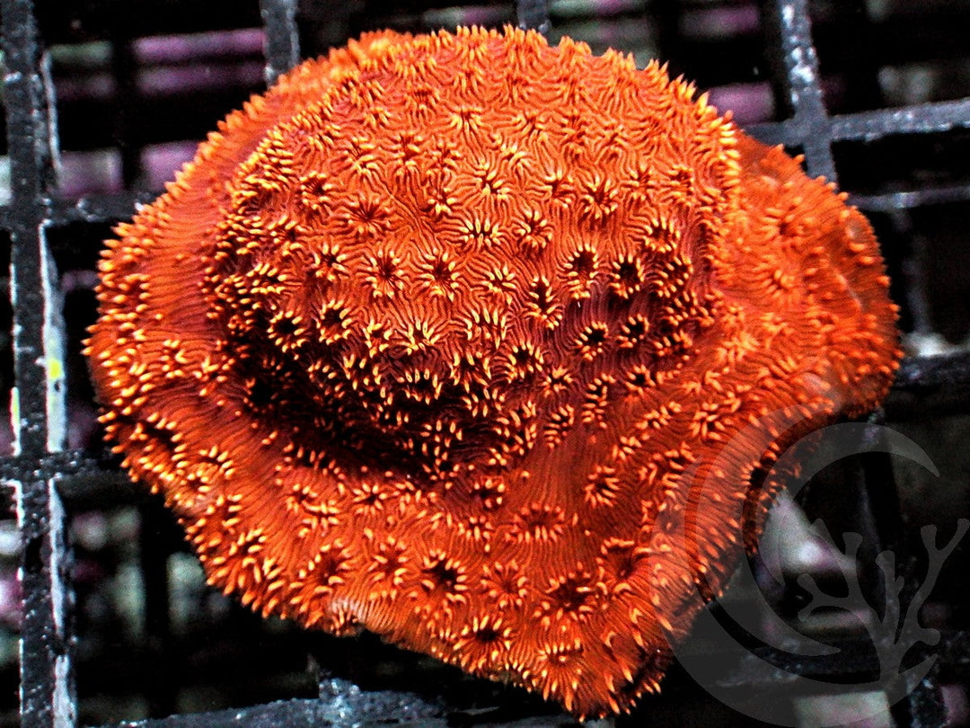 Metallic Orange Pavona maldivensis