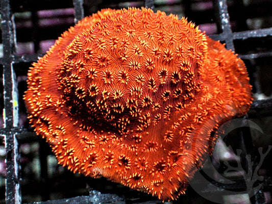 Metallic Orange Pavona maldivensis