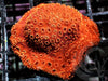 Metallic Orange Pavona maldivensis