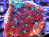 Rainbow War Coral