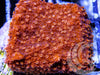 Red Brick Montipora