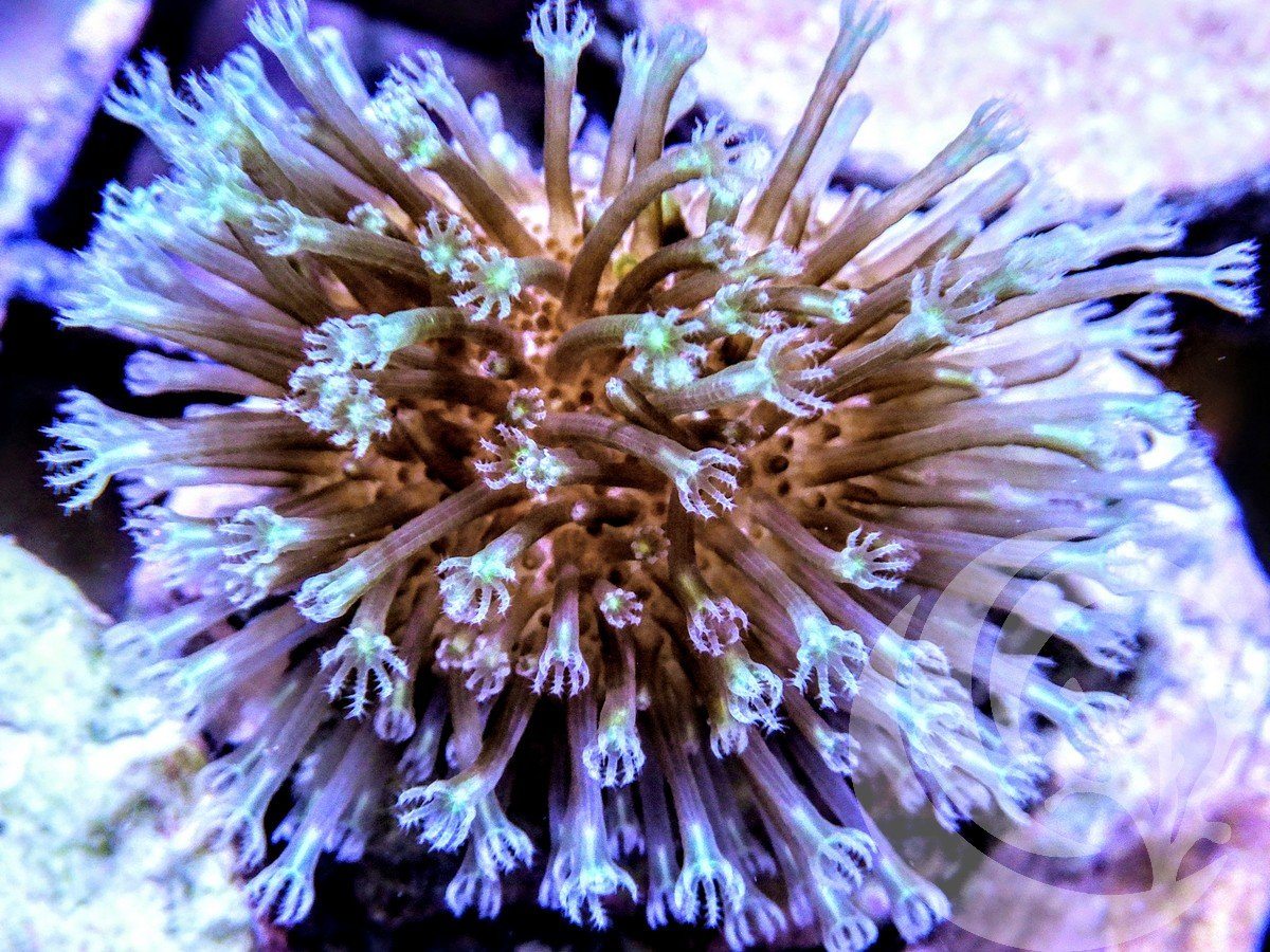 Weeping Willow Toadstool Leather