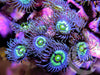 Cats Eye Zoanthids