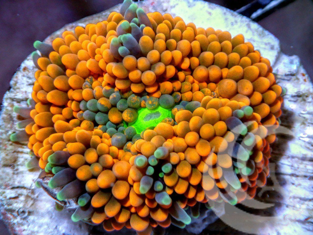 Orange Ricordea florida