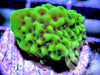 Grape Drops Encrusting Montipora