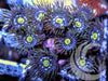 Hornet Buster Zoanthids