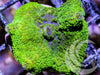 Green Carpet Discosoma Mushroom