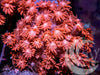 Bright Red Goniopora