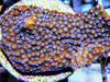 Purple Polyp Encrusting Montipora