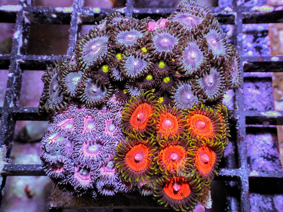 Mini Zoa Garden