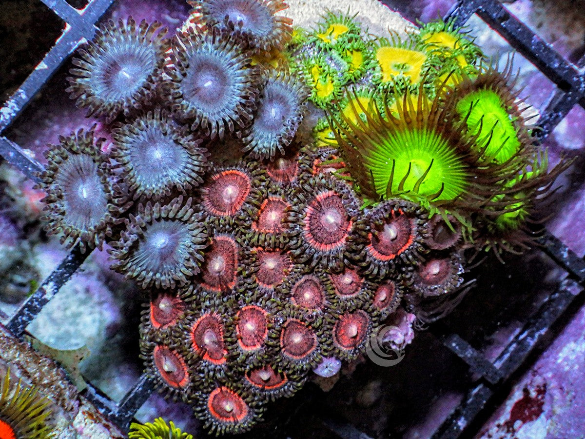 Mini Zoa Garden