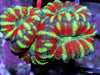 Peppermint Acan lordhowensis