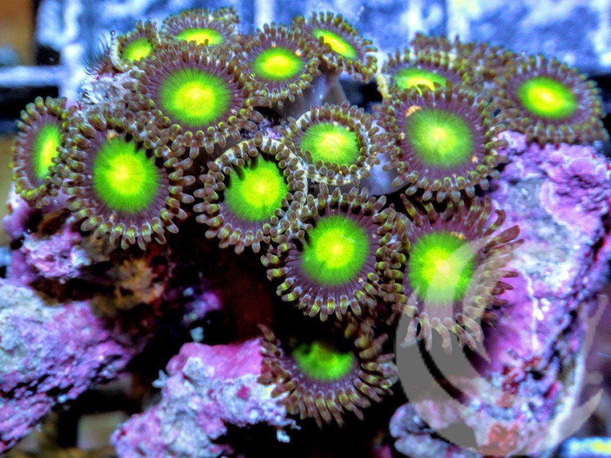 Neon Emerald Zoanthids
