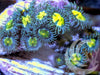 Combo Cat's Eye Zoanthids