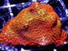 Orange Man Encrusting Montipora