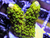 Green Branching Montipora