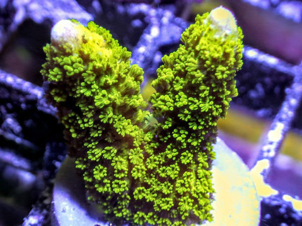 Green Branching Montipora - Pacific East Aquaculture