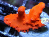 Red Hot Montipora setosa