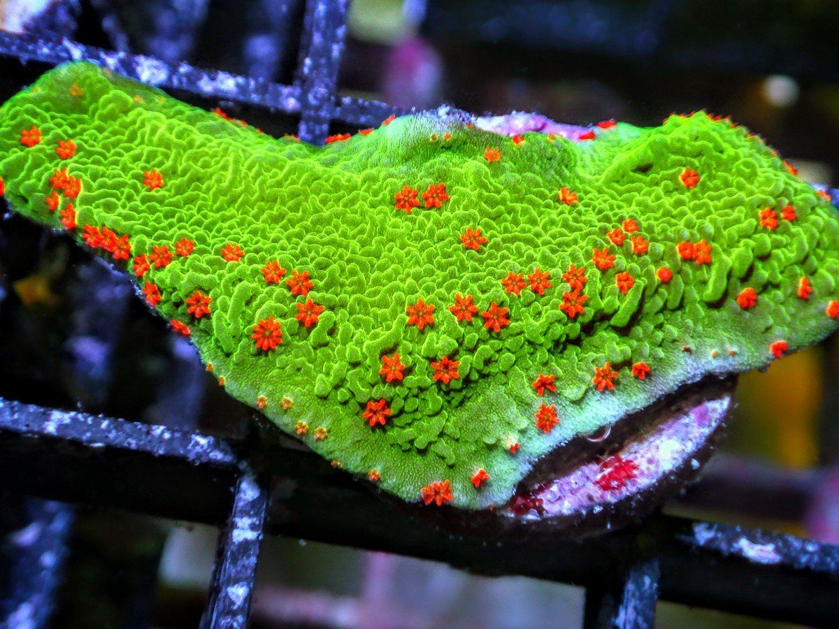 Grinch Plating Montipora