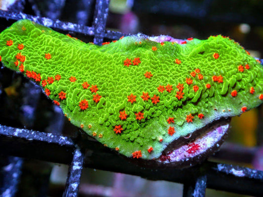 Grinch Plating Montipora