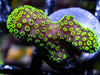 Neon Polyp Stylophora