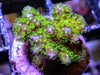 Violet tip Lime Pocillopora damicornis