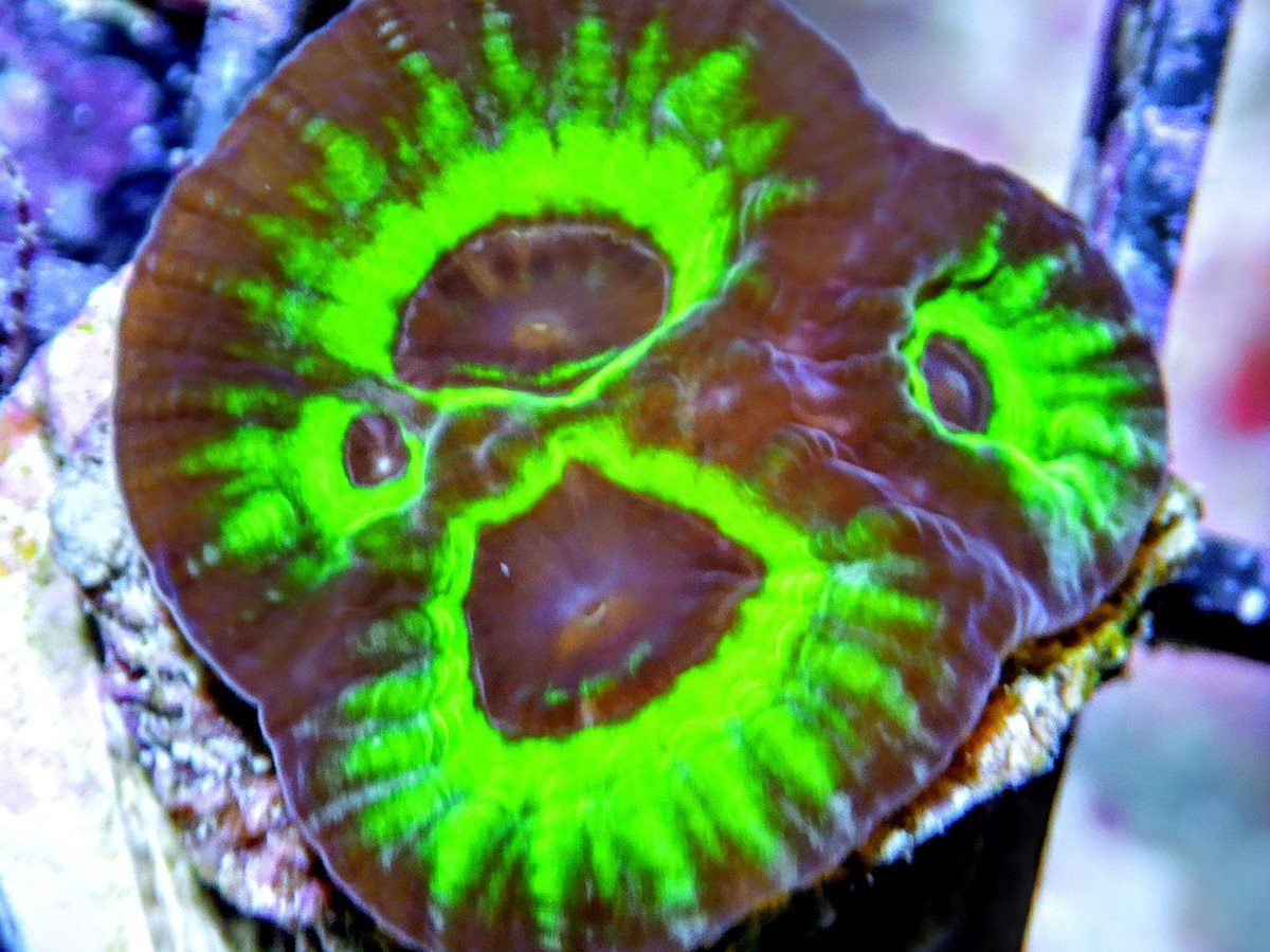 Alien Scream Favia