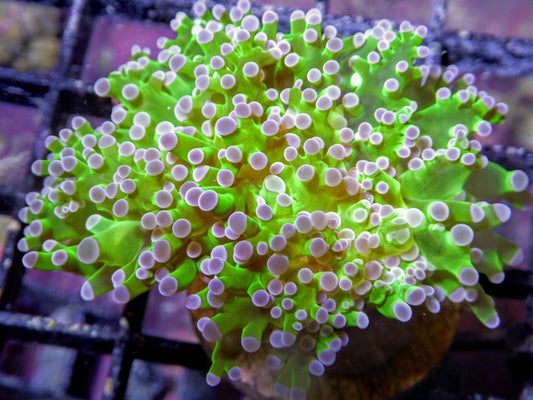 Purple tip Frogspawn