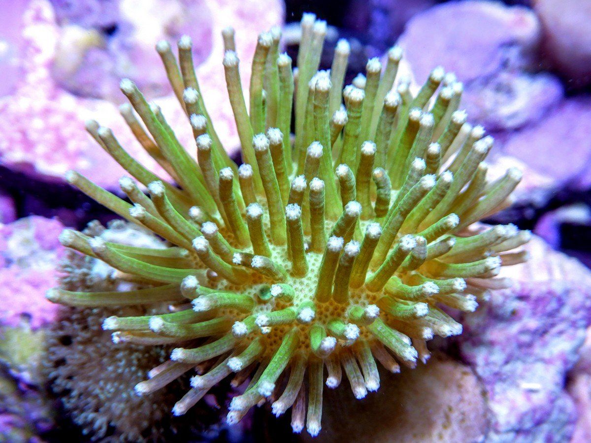 Long Polyp Green Toadstool Leather