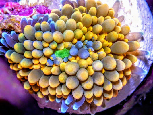 Orange Ricordea florida with Photosynthetic Purple Sponge