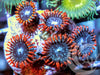 Red Skirt Zoanthids