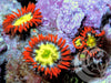 Neon Zoanthids