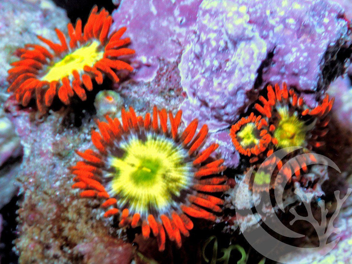Neon Zoanthids