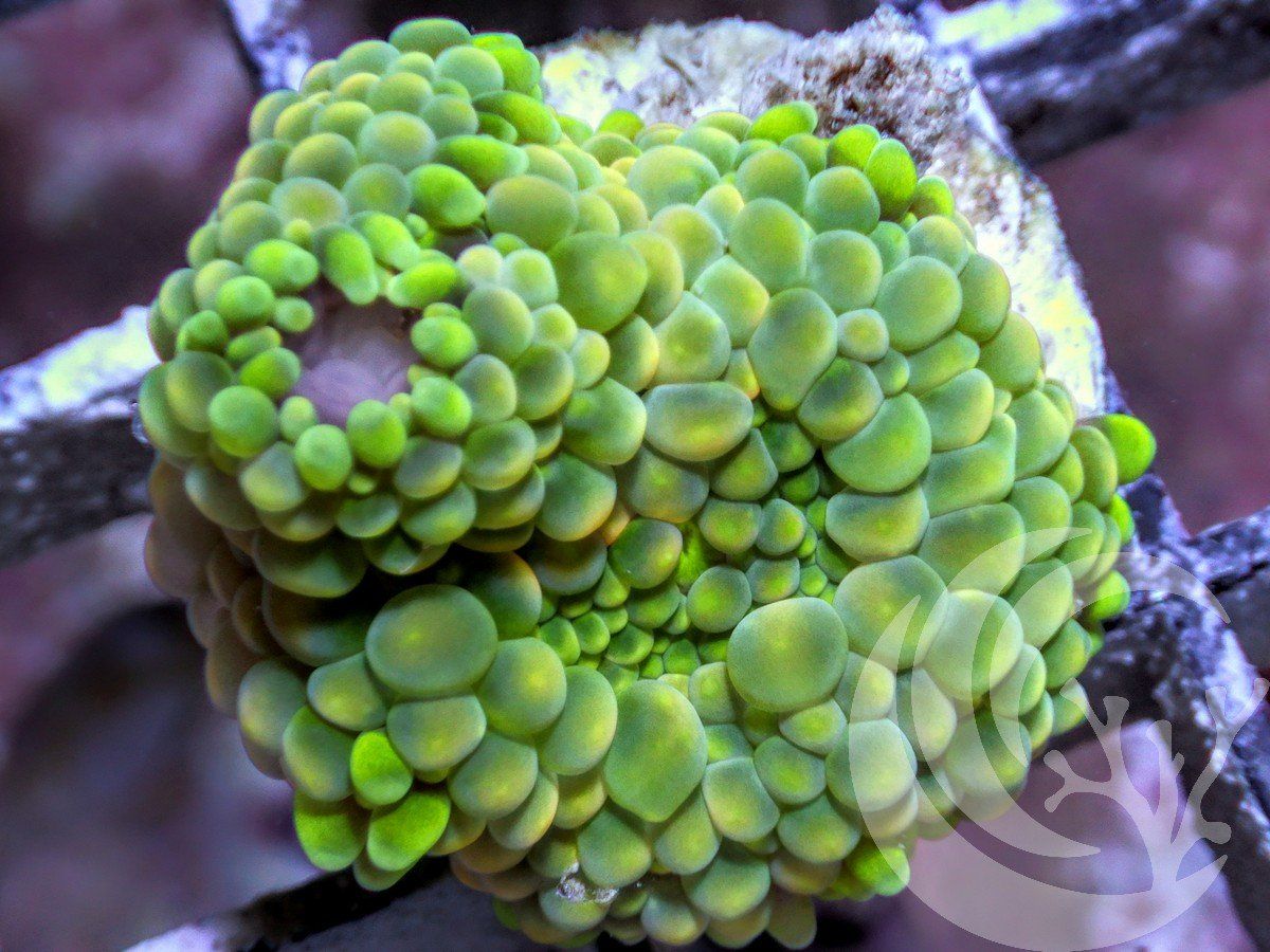 Lime Ricordea florida