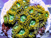 Fool's Gold Zoanthids