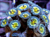 Cat's Eye Zoanthids