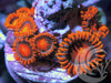 Blood Orange Zoanthids