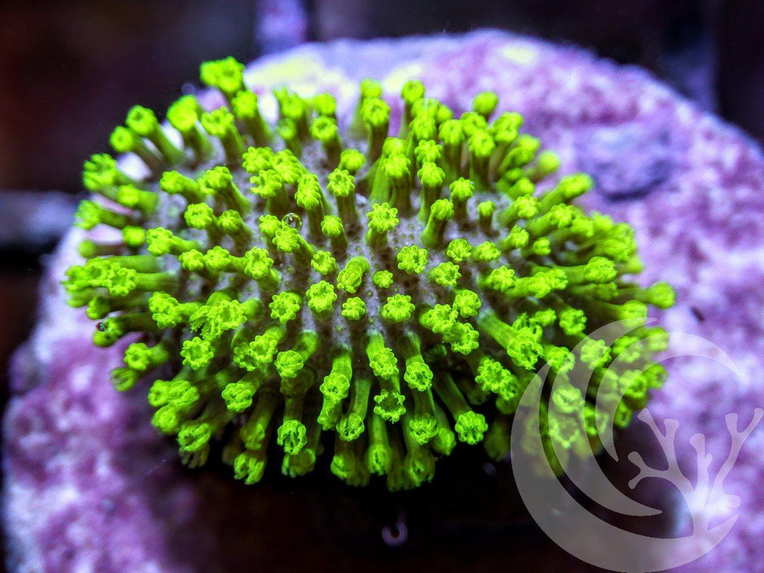Neon Toadstool Leather