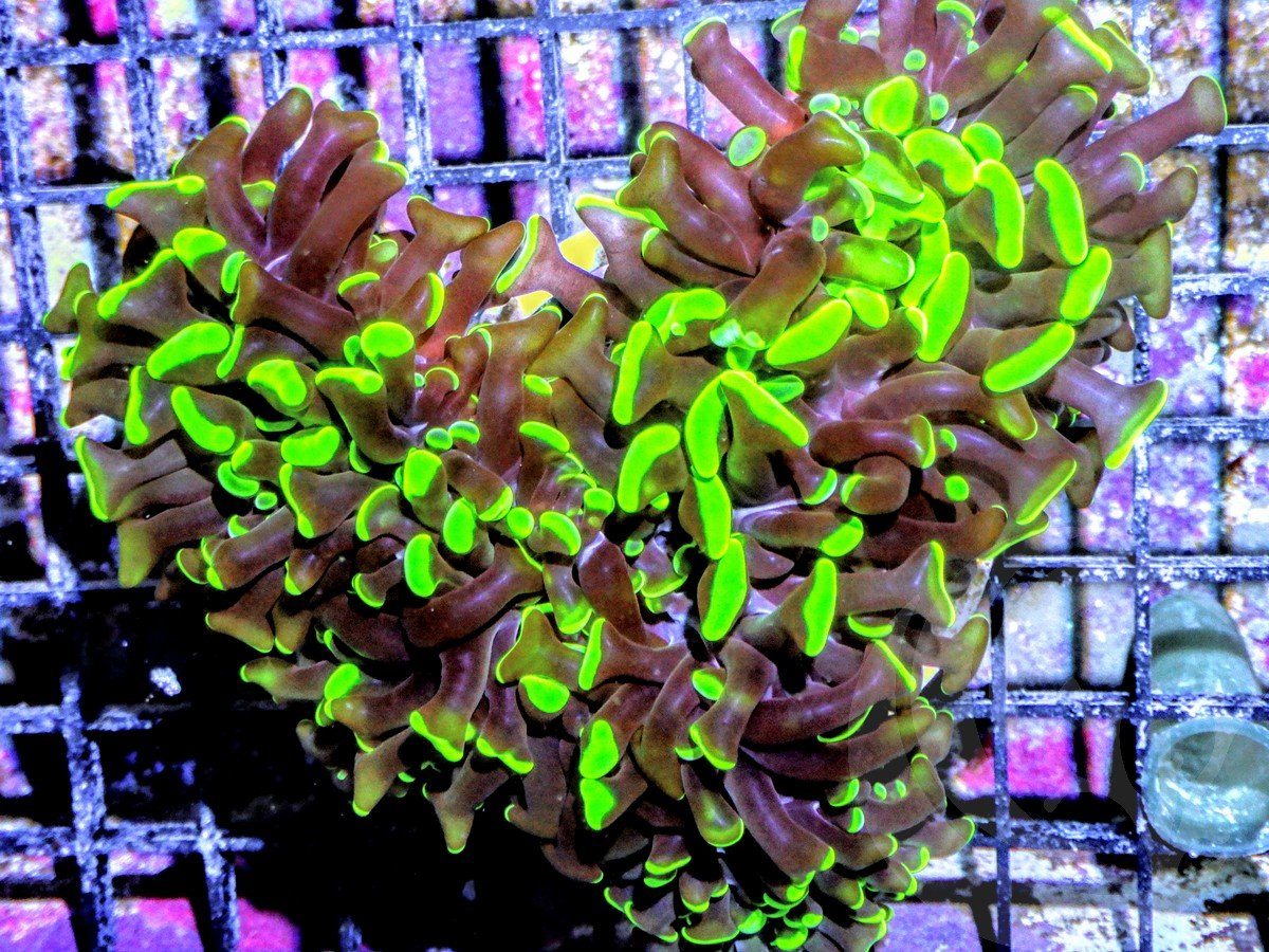 Neon Tip Hammer