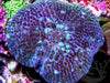 Blue Spotted Discosoma Mushroom